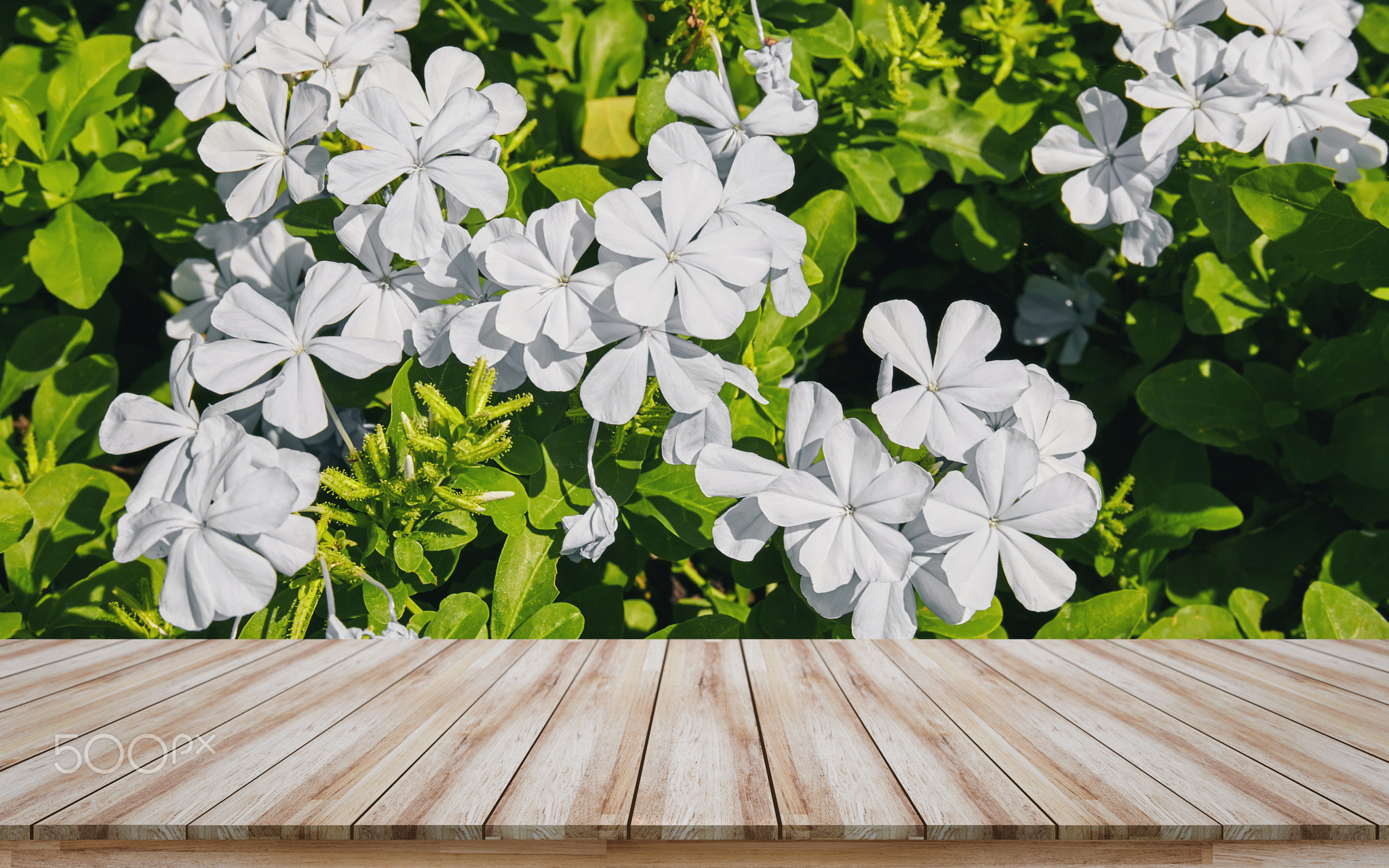 Empty wooden table top with white flower background, design for montage products display or mock-up