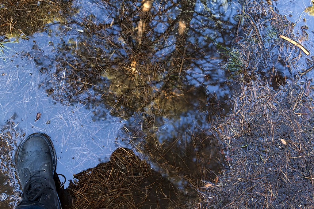 melt water in pine forest by Nick Patrin on 500px.com