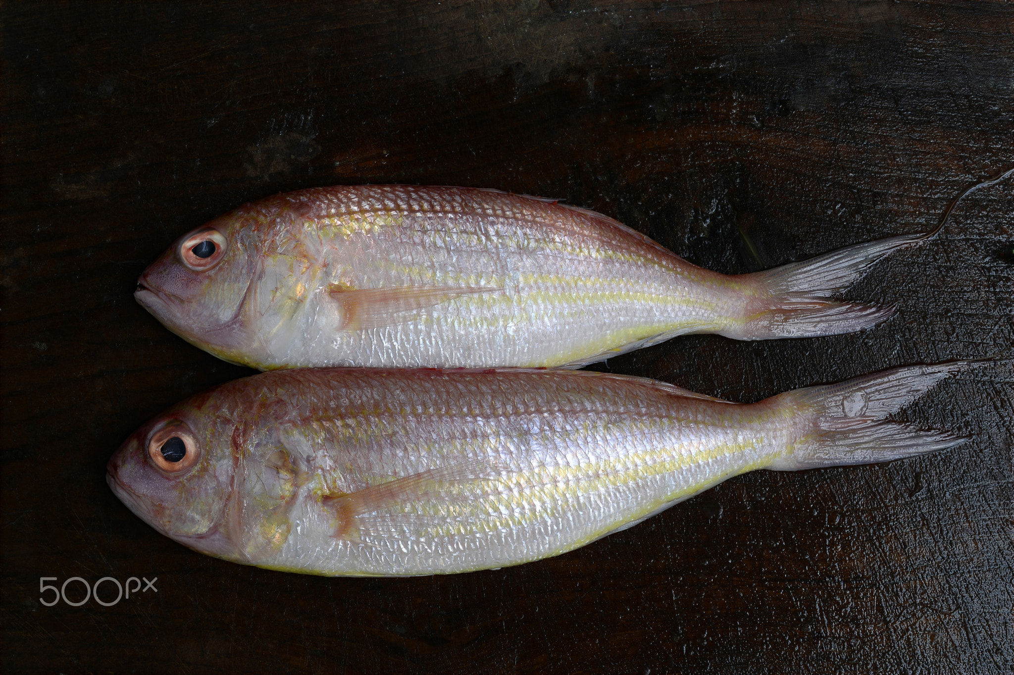 Indian fish Threadfin bream or Pink perch