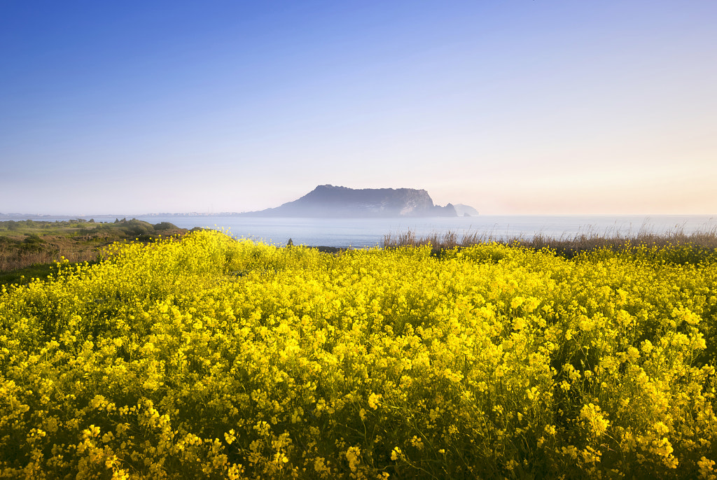 One spring day, in 'Jeju' by Cotton SUH on 500px.com