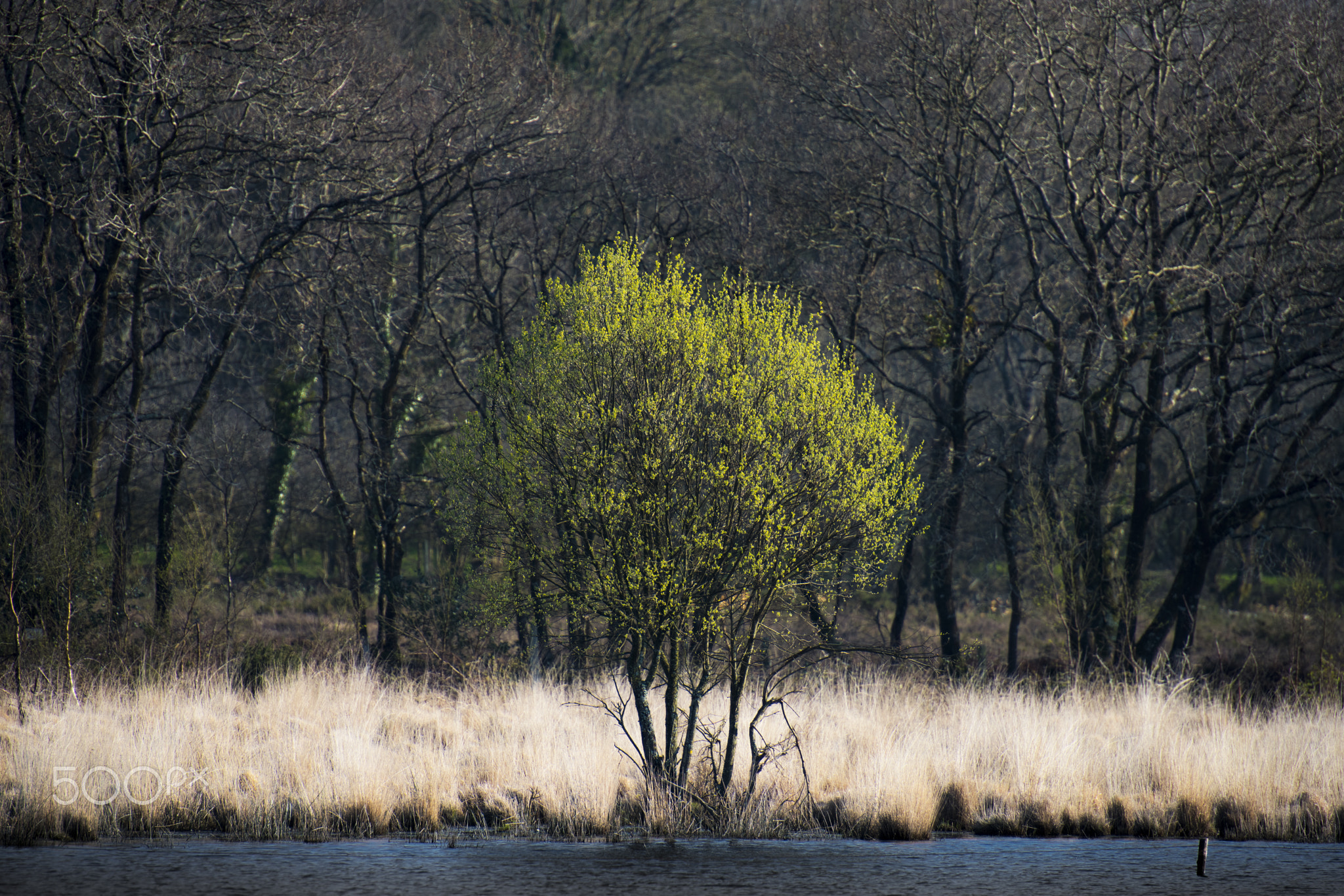 Étang du Moulin Neuf...