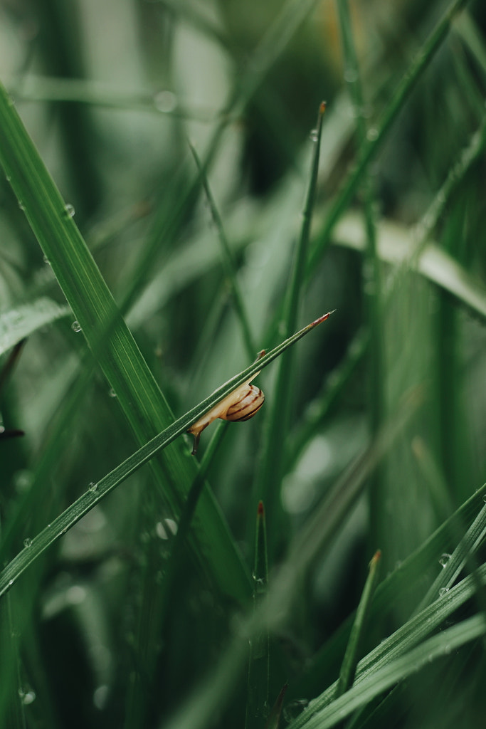 Snail on a leaf by Maja Kolarski on 500px.com