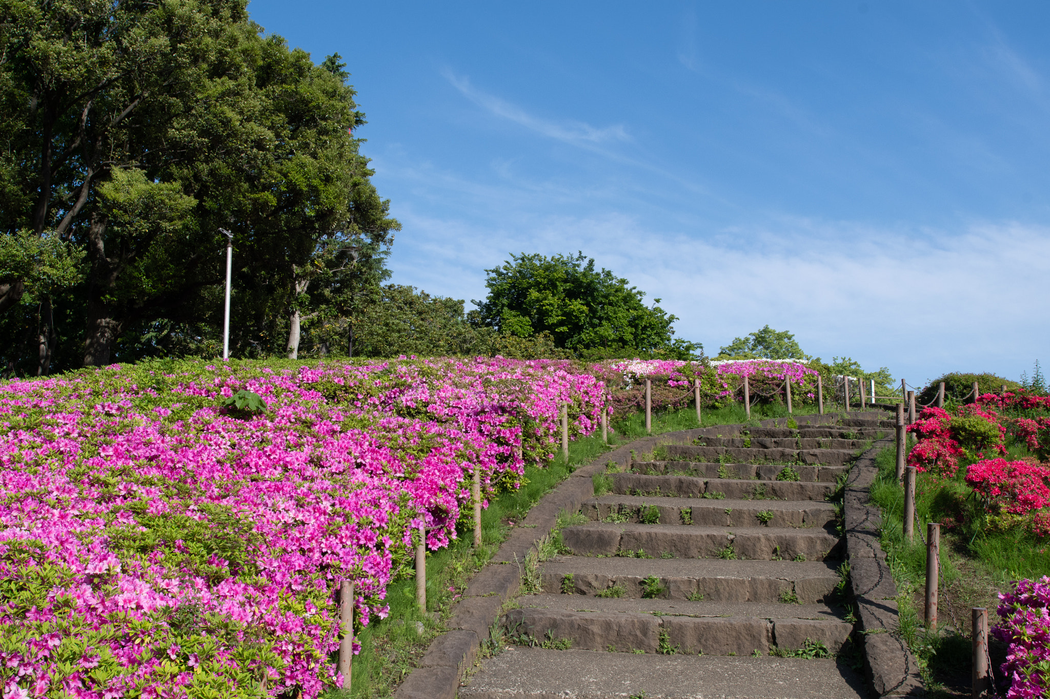 Setagaya Park - Garden