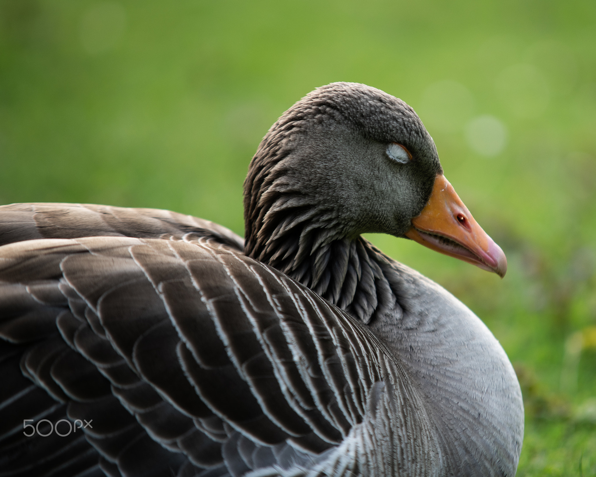 Dreaming Goose