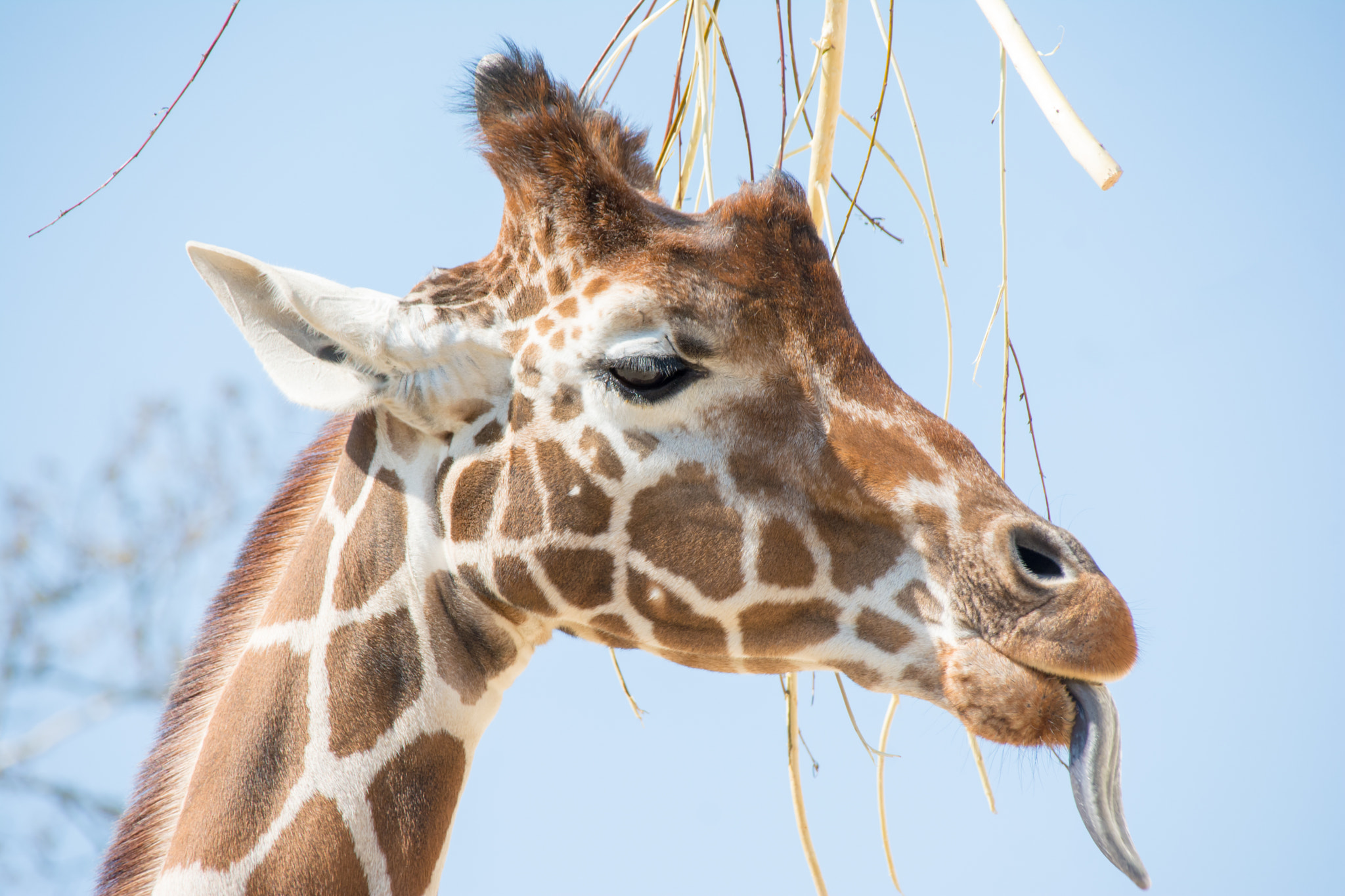 Giraffe's tongue.