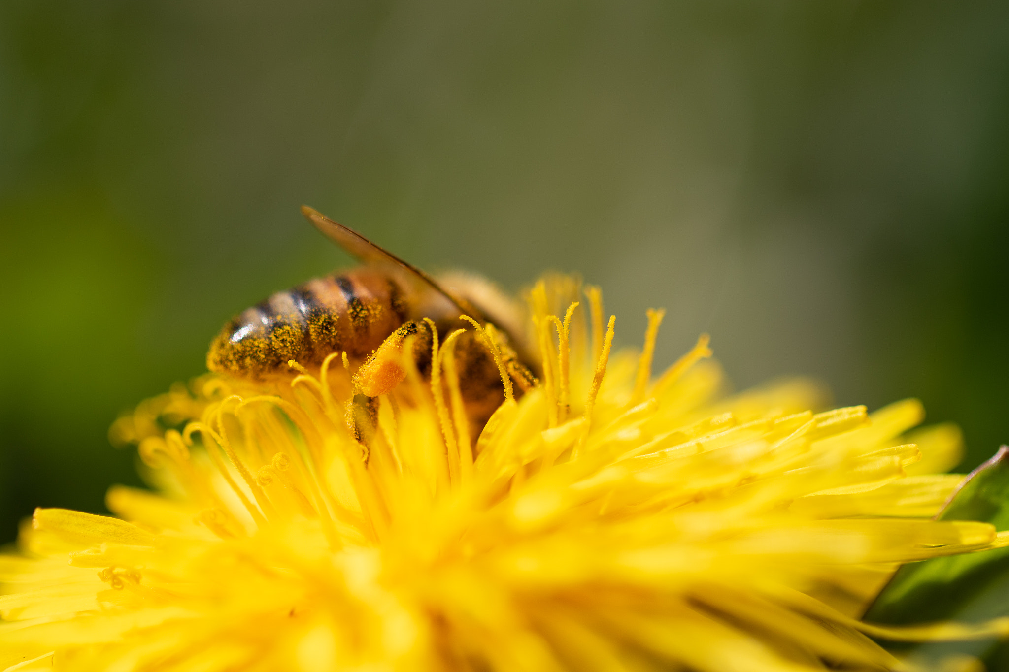 Bee in dandelion