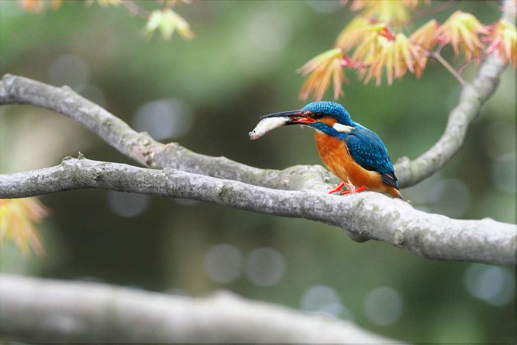 kingfisher by shoji uno on 500px.com