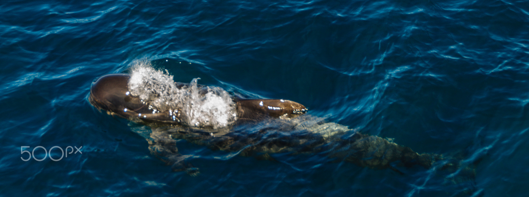 Long-Finned Pilot Whales in the Southern Atlantic Ocean