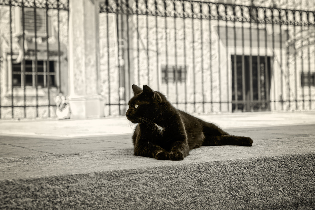 Black cats - Alley Panther by Bojan Bilas on 500px.com