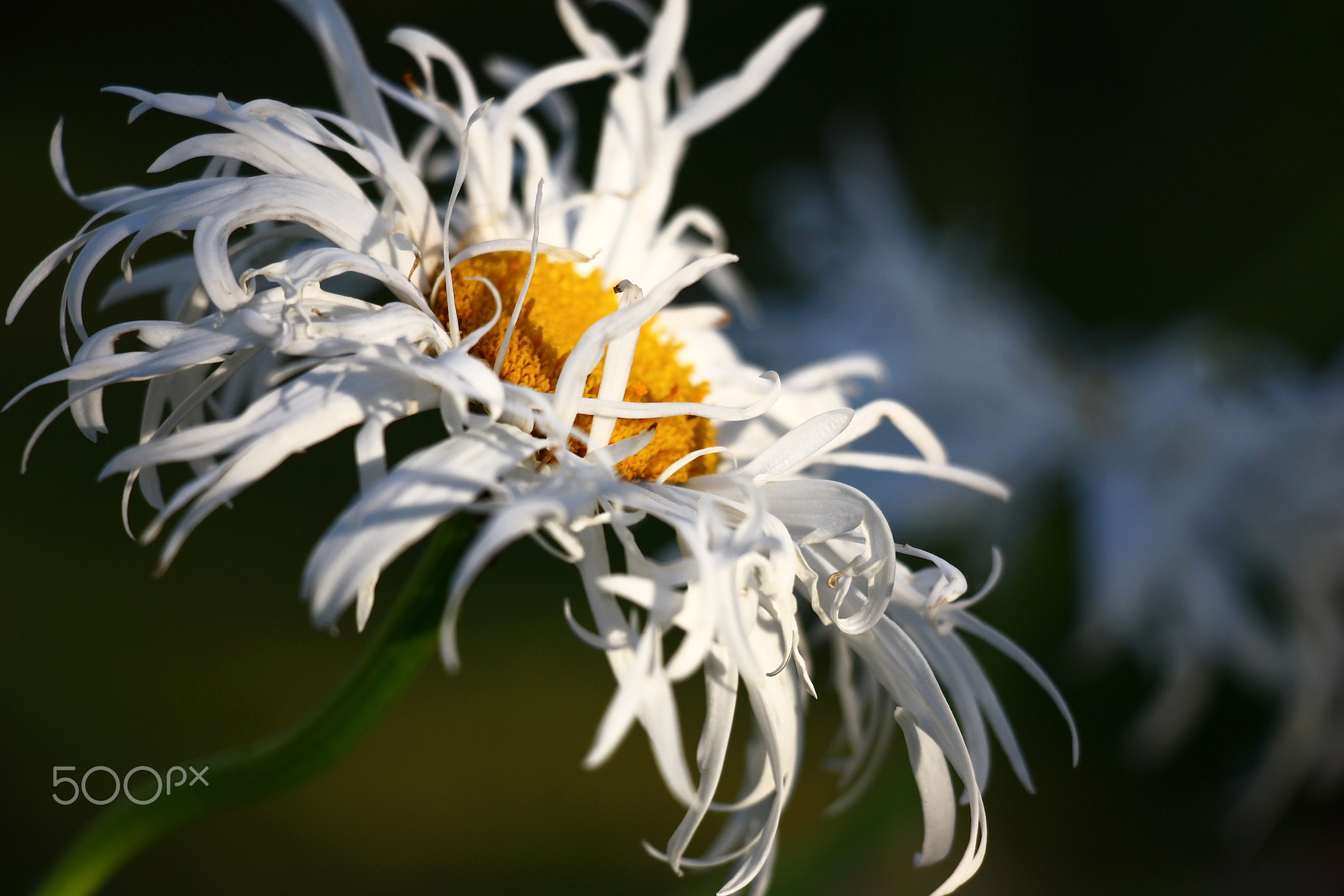 Camomile with narrow petals in approach.