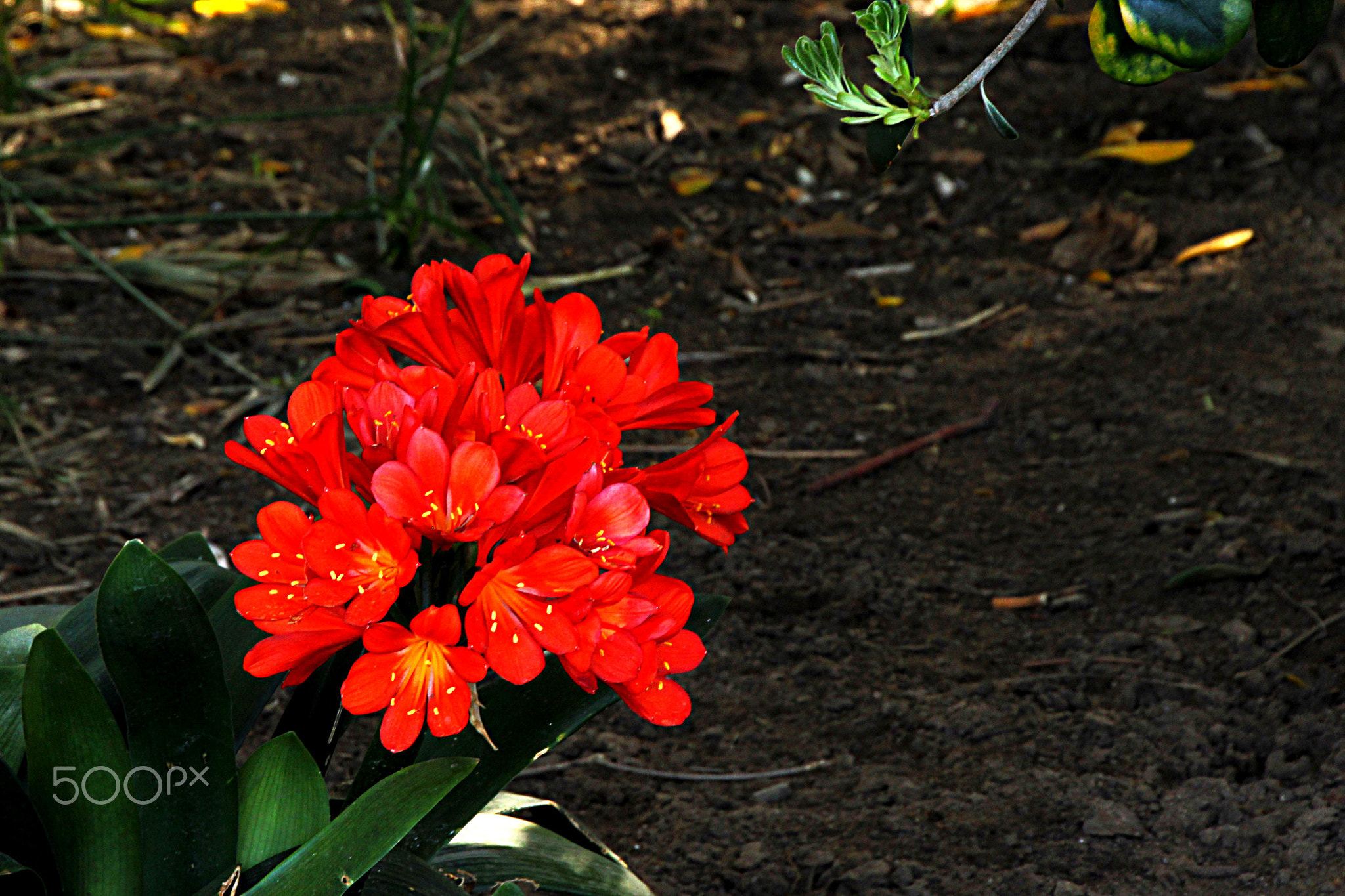 Clivia Miniata