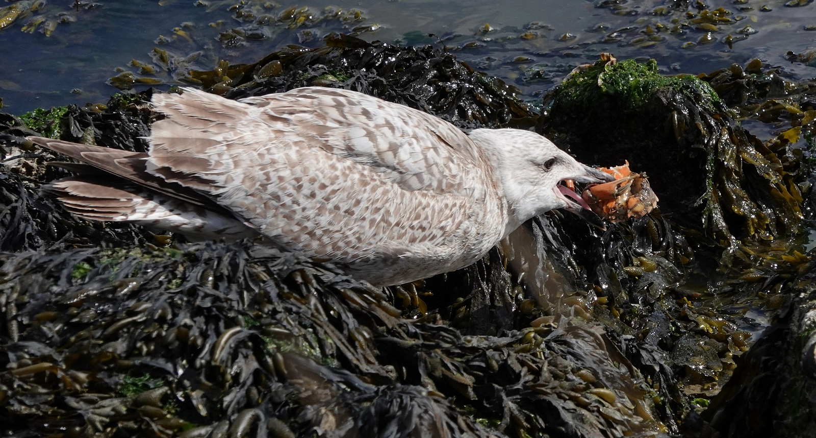 gull with a crab