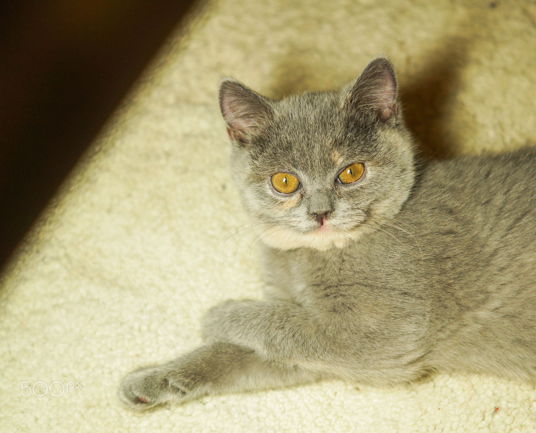 beautiful gray scottish cat with yellow eyes lying on the carpet