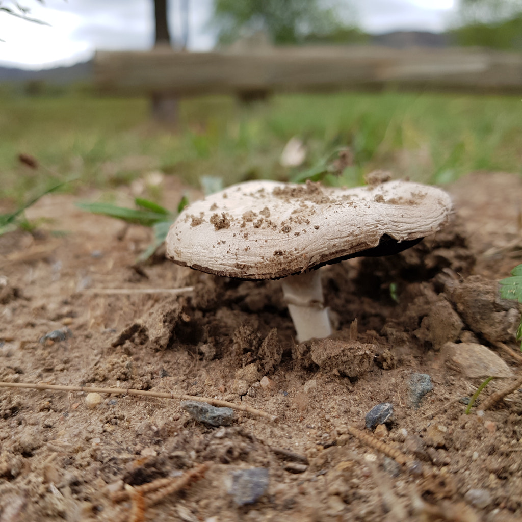 Mushroom by Elizabeth Fitzgerald on 500px.com