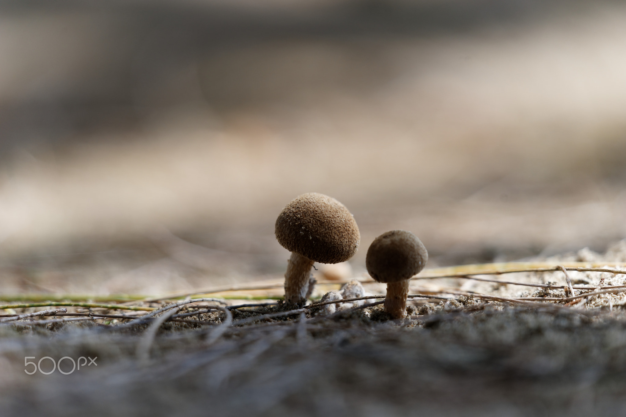 Couple of mushrooms