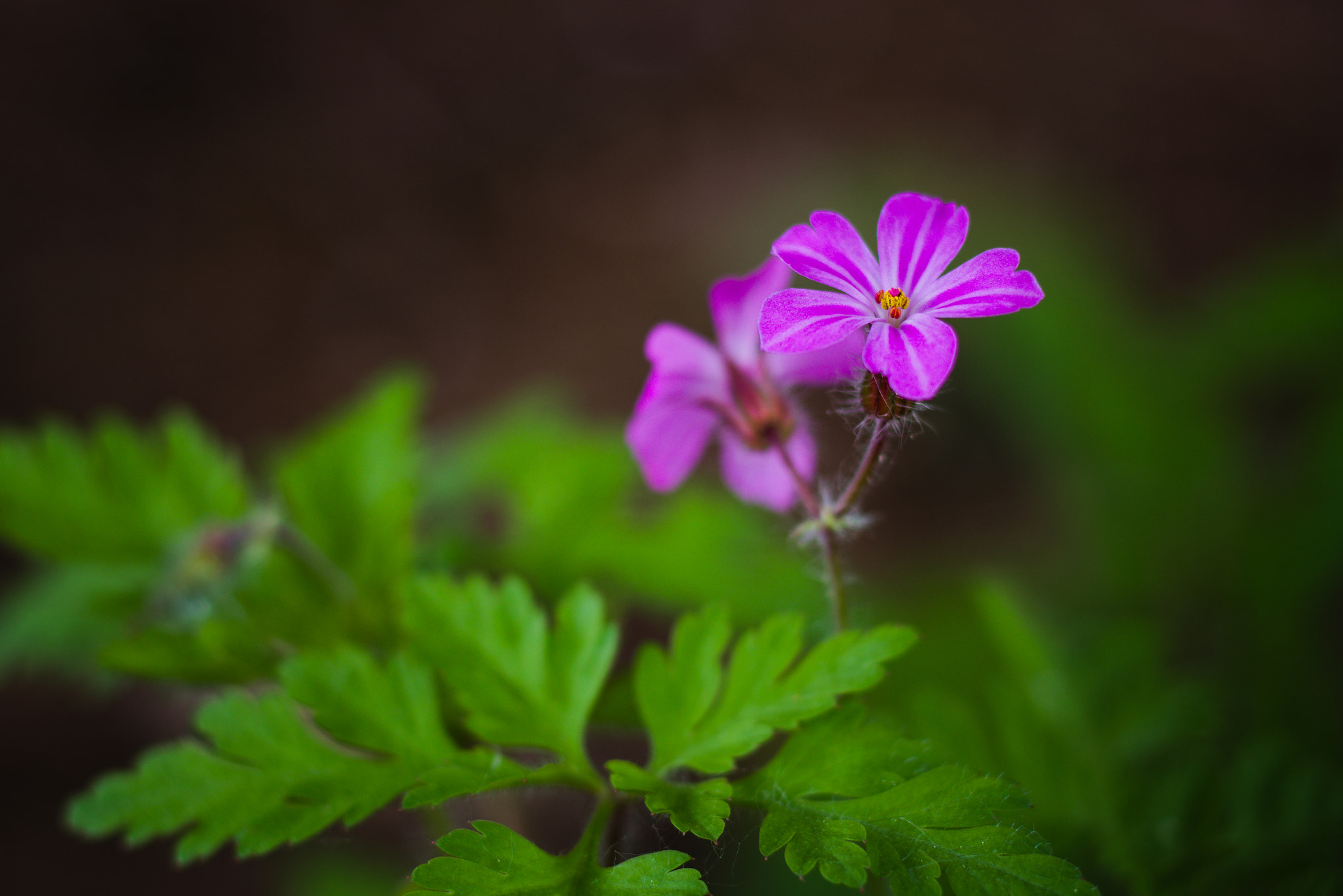 geranium