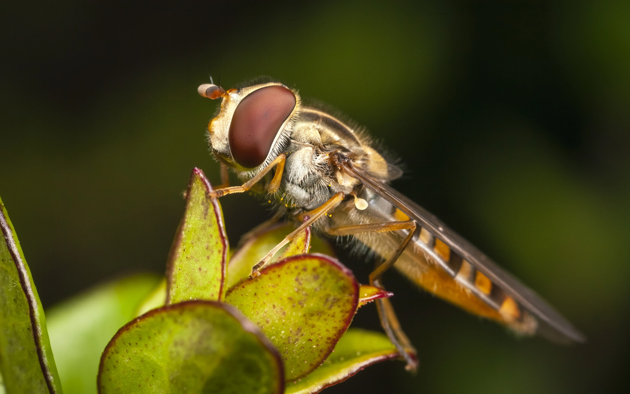 Макро 1 2. Canon MP-E 65mm f/2.8. Canon MP-E 65mm f/2.8 1-5x macro photo. Макросъемка объектив. Макро 2 к 1.
