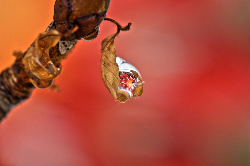 Drop with reflection (Tropfen mit Spiegelung ) by Petra Wiedenbrück on 500px.com