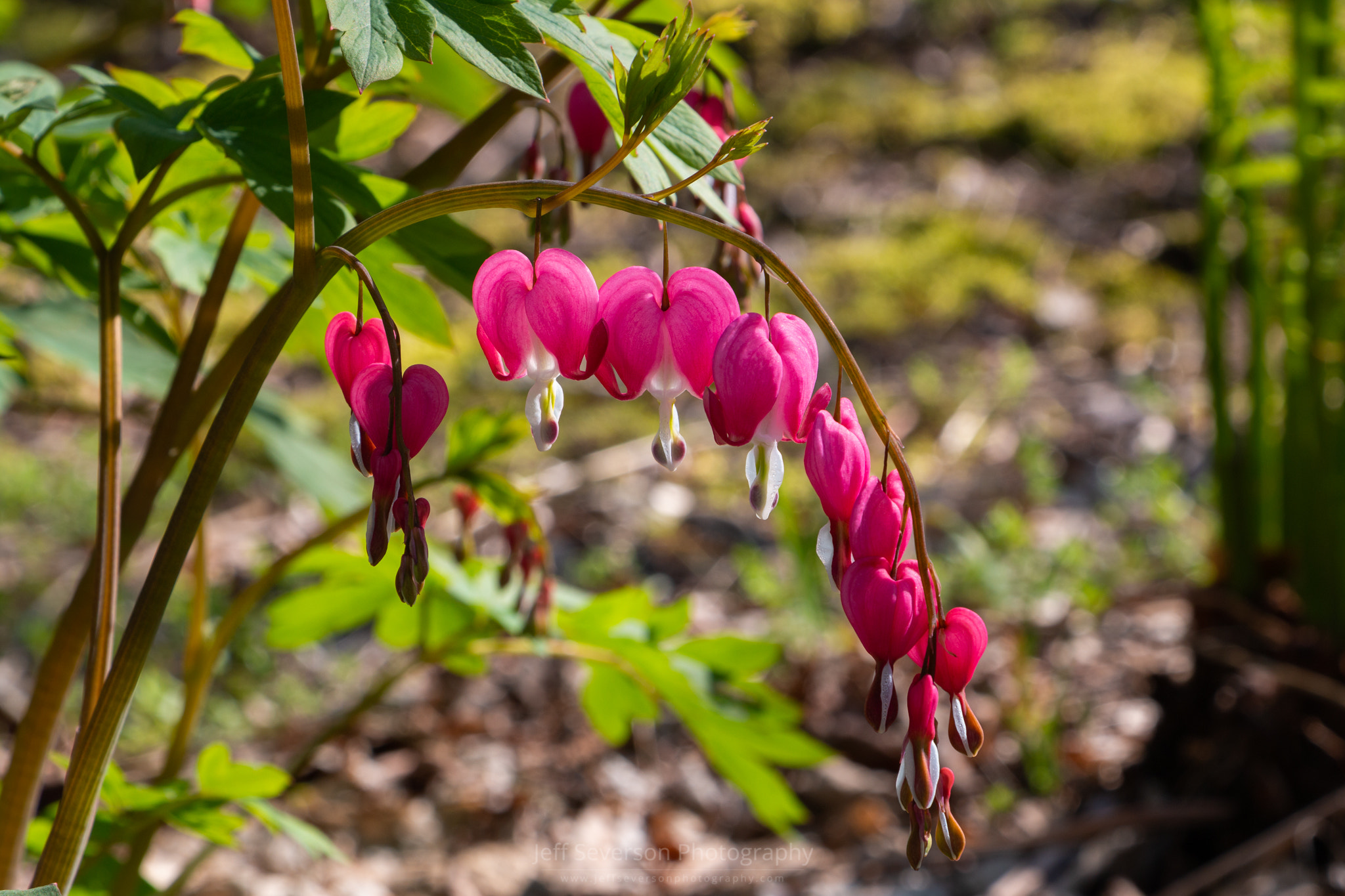 Download Bleeding Hearts by Jeff Severson / 500px