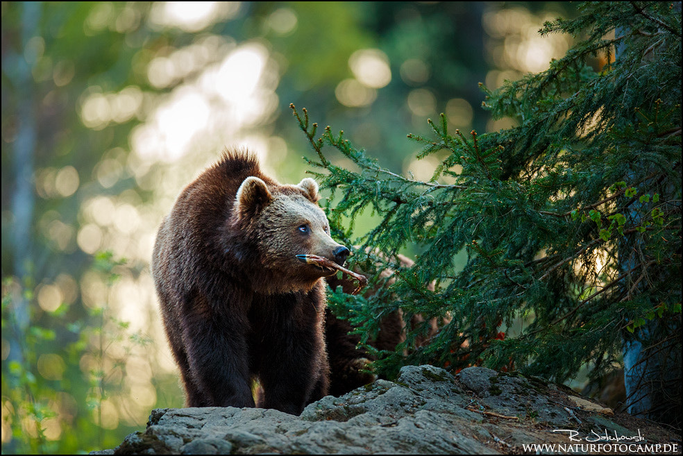 Braunbär by Radomir Jakubowski / 500px