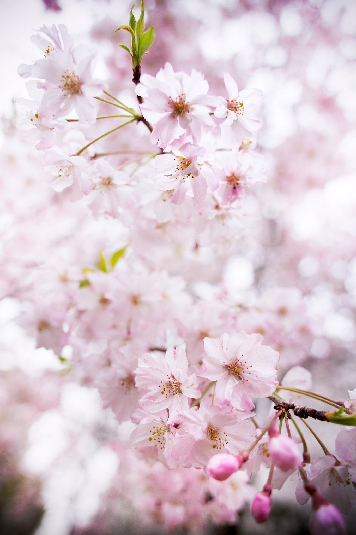 霞桜