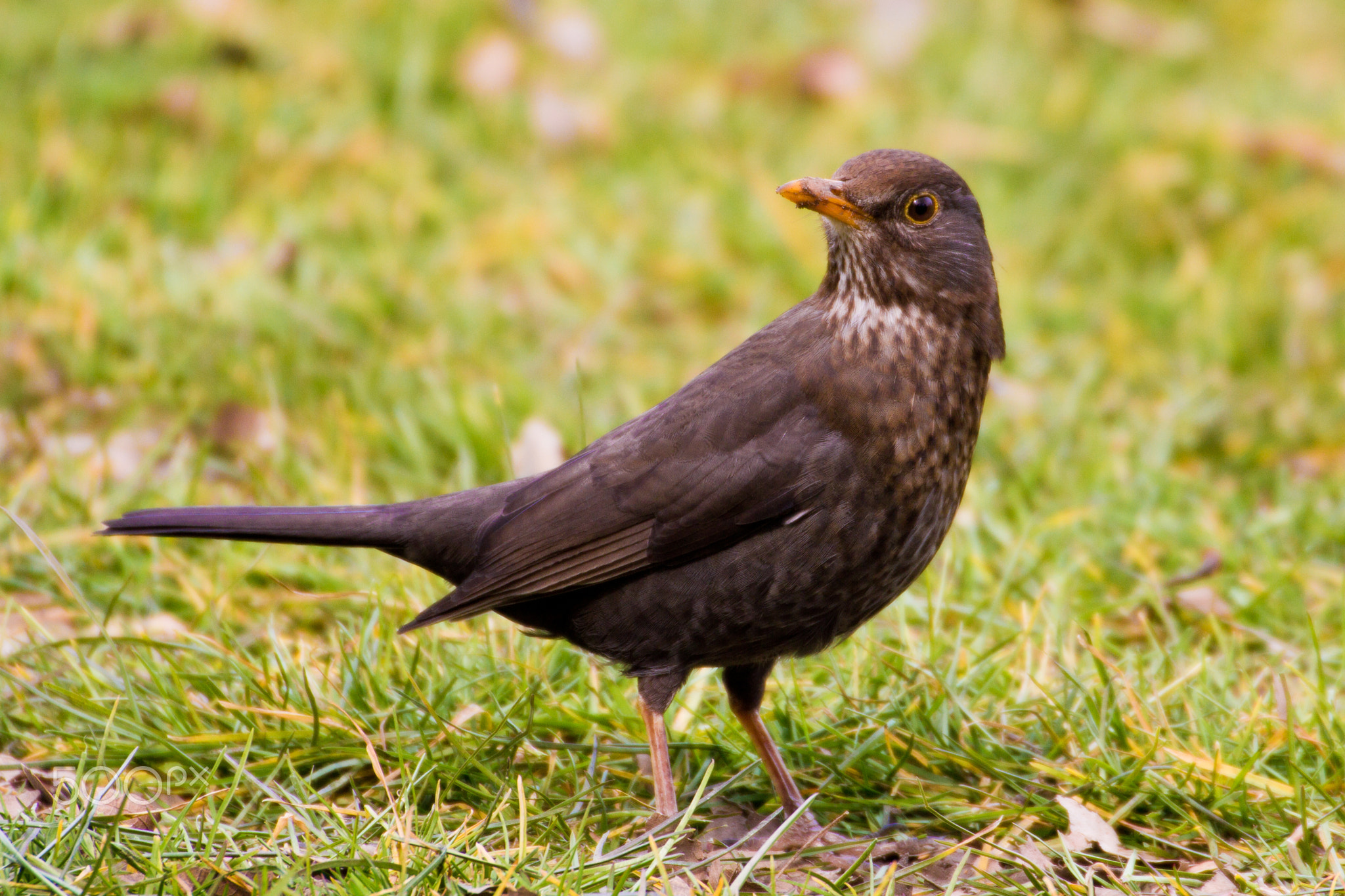 Brown blackbird