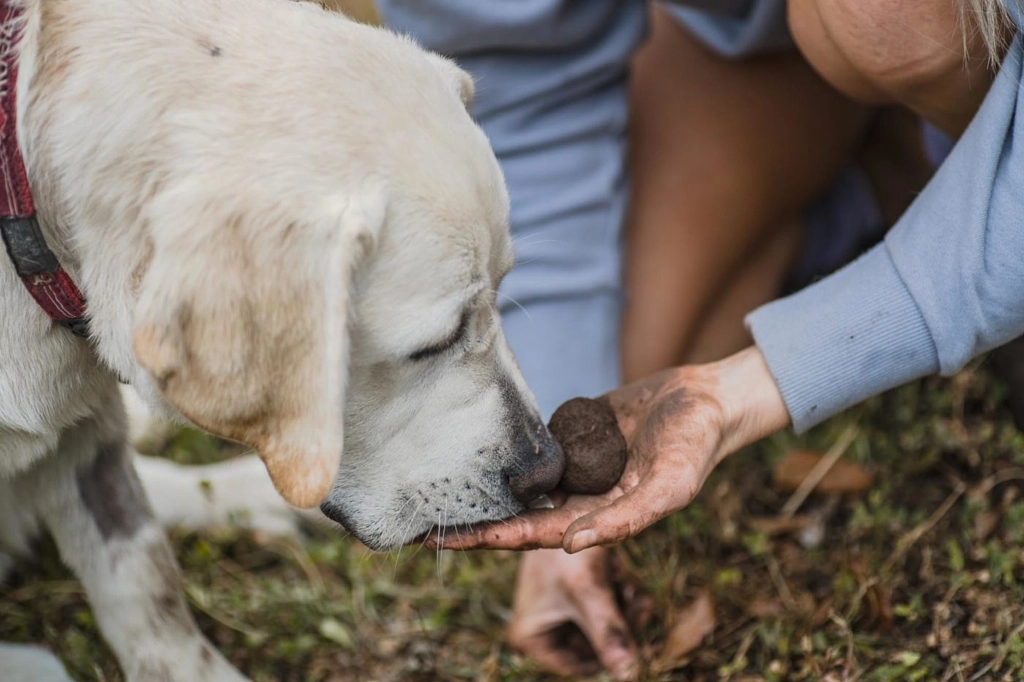 trufflehunting tours by Truffle Hunting Tours on 500px.com