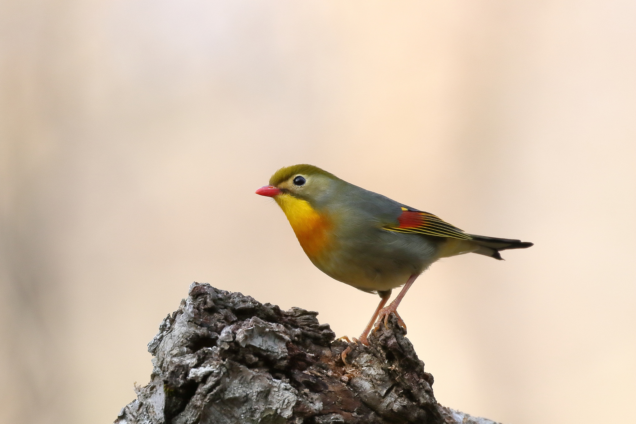 v2?sig=2c7782bf9f35f59672d72d431a645456a9162efbb961594bd4cf1481e59cd4c4