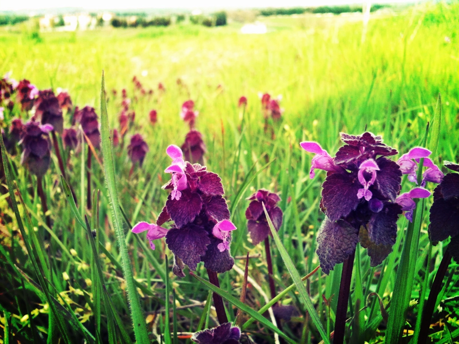 Çiçek,Flowers,Manzara,İphone 3gs