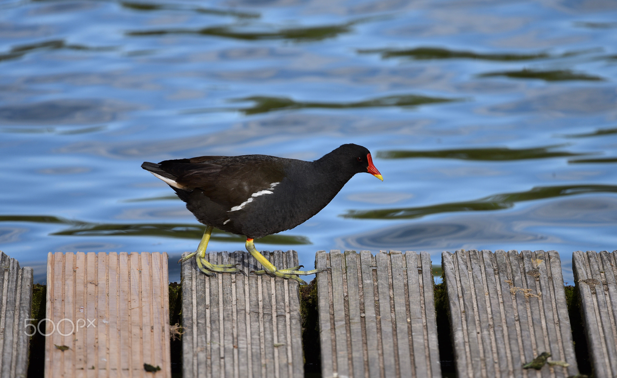 Common moorhen