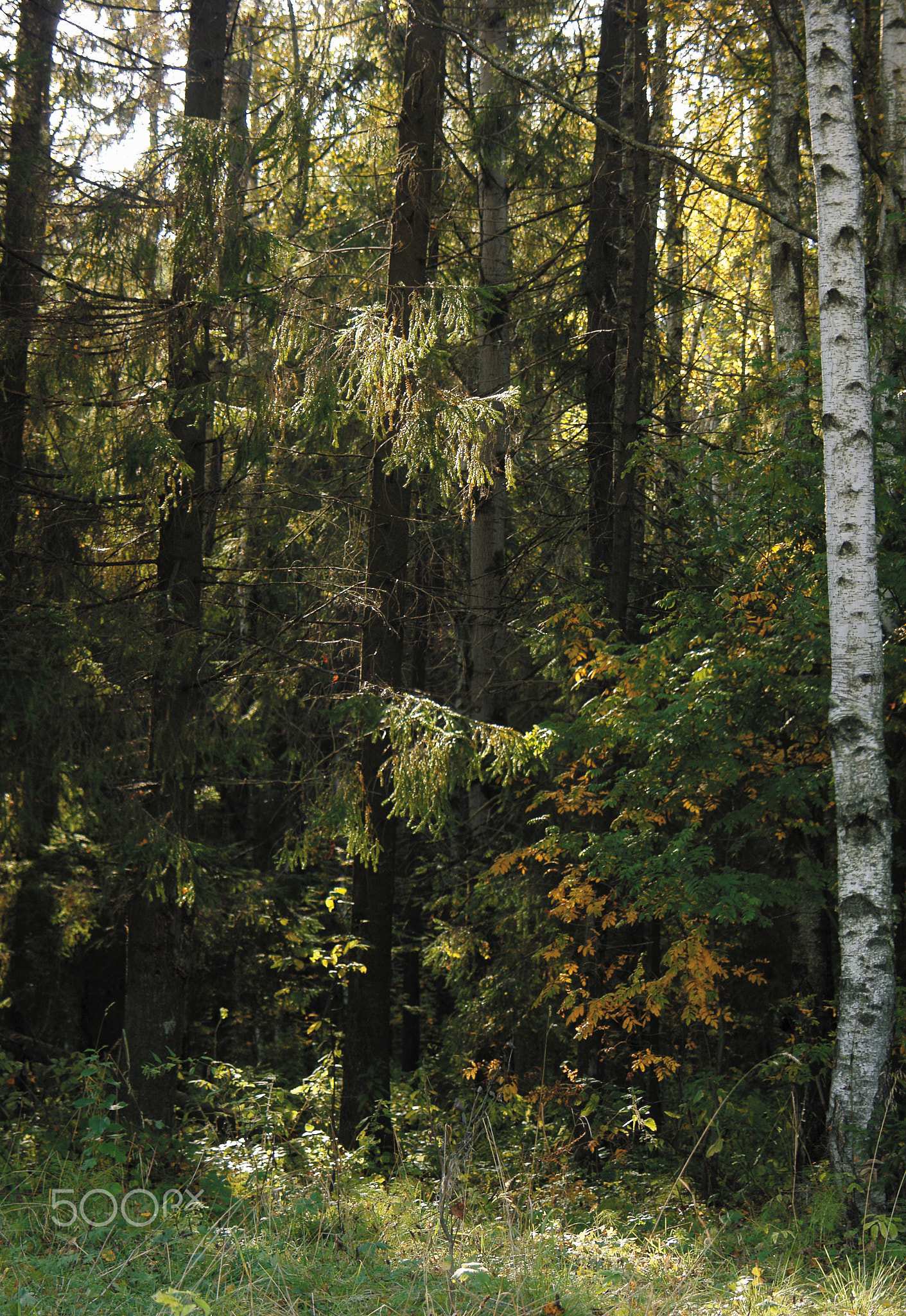 Autumn forest nature