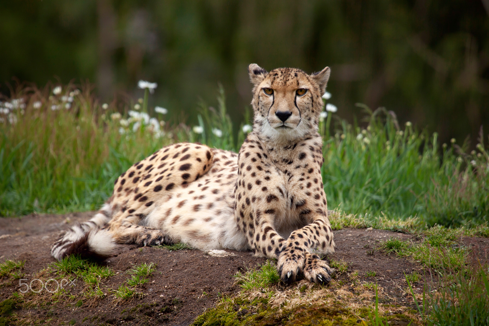 cheetah