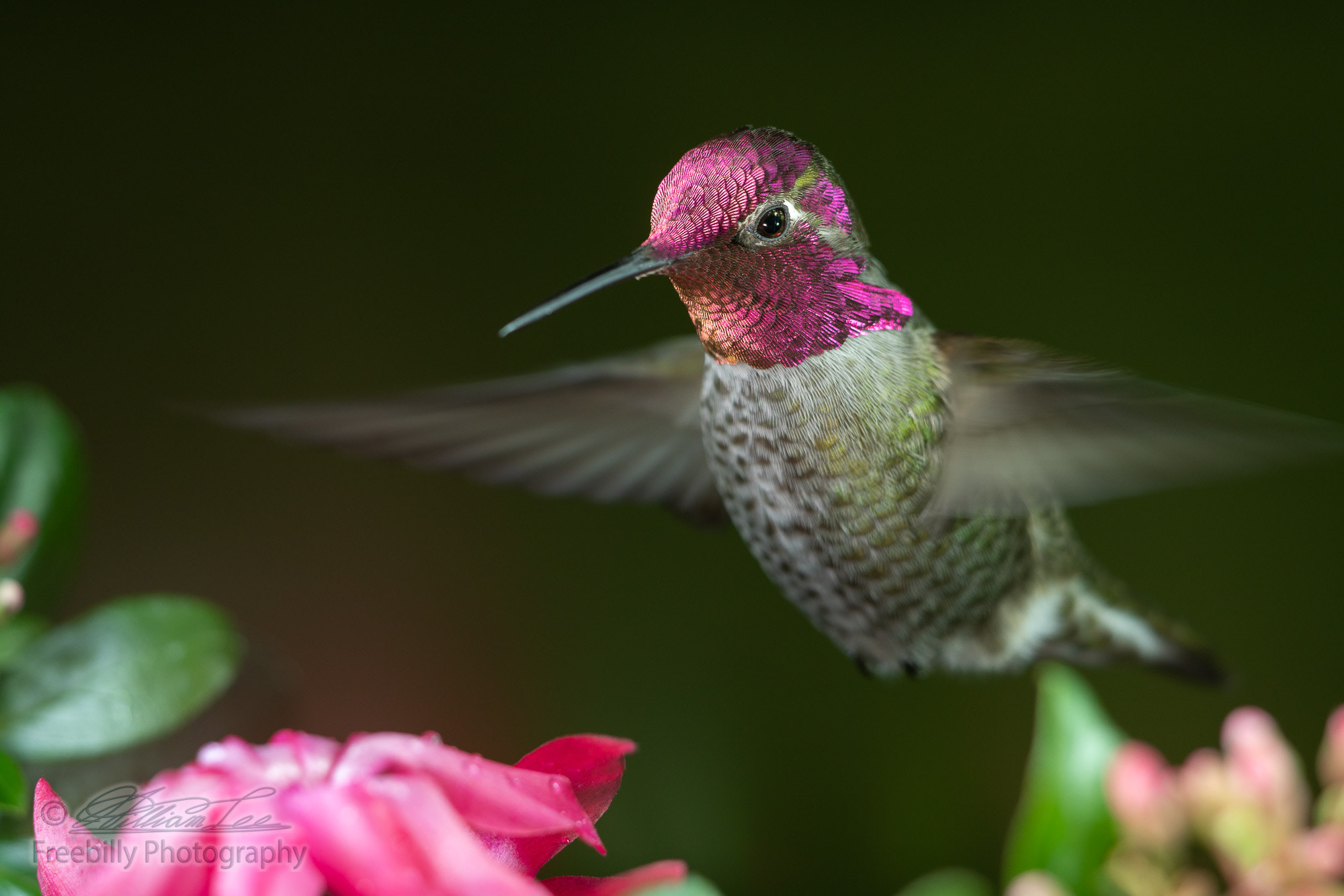 Male hummingbird hovering near pink flowers