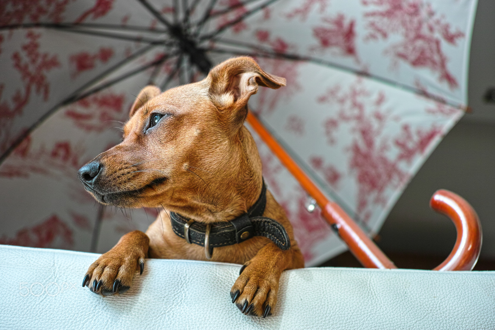 Dog waiting on the sofa