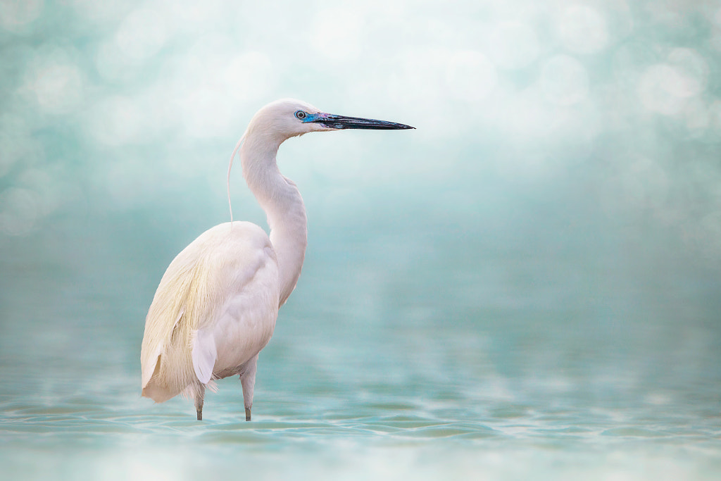 Little Egret by Sina Pezeshki on 500px.com