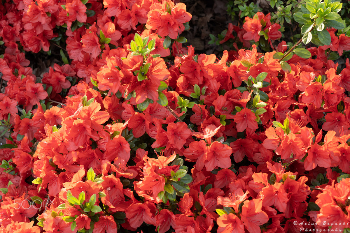 Rhododendron Geisha Orange Flowers