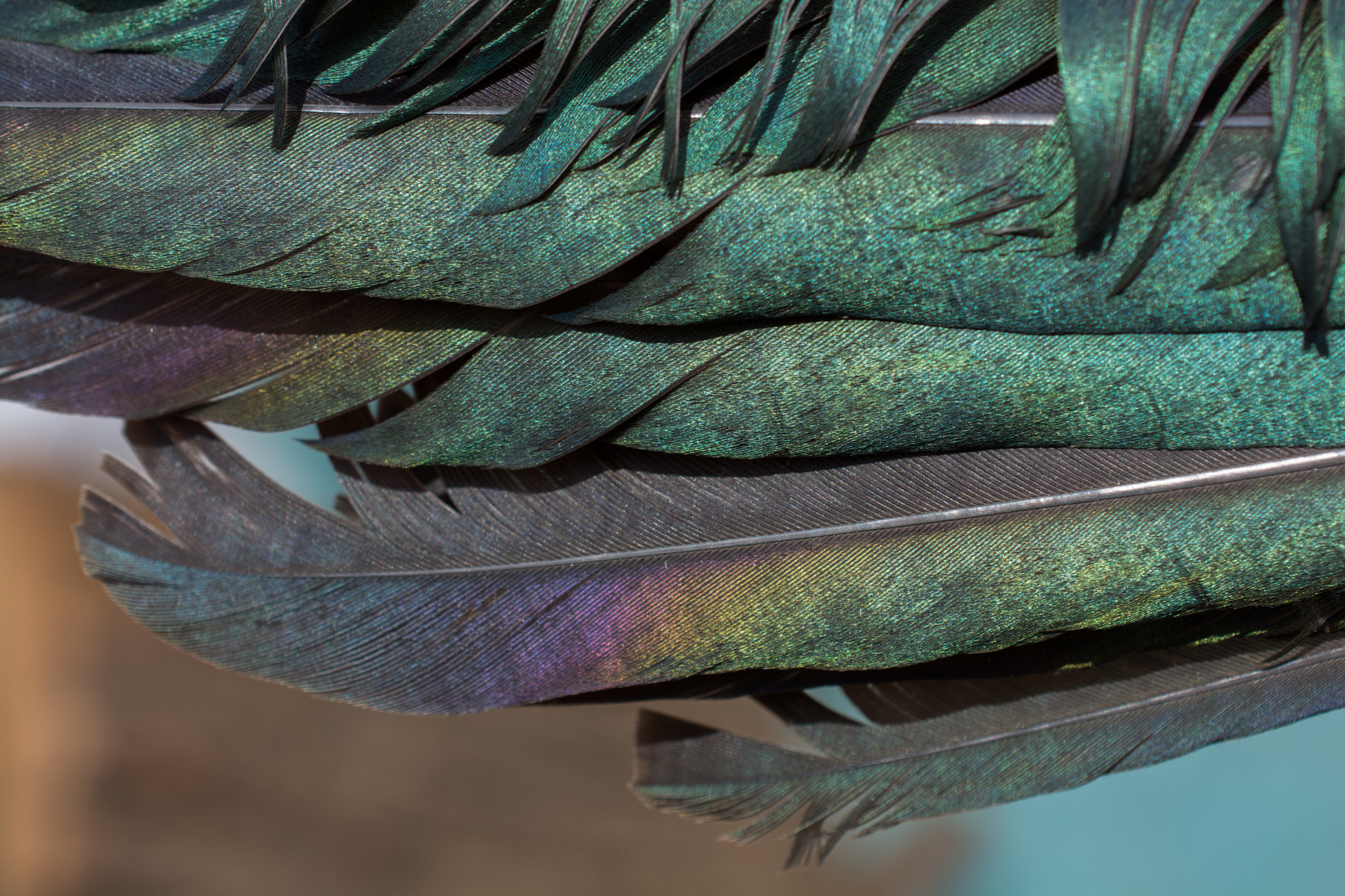 Beautiful bird feathers for decorative aims