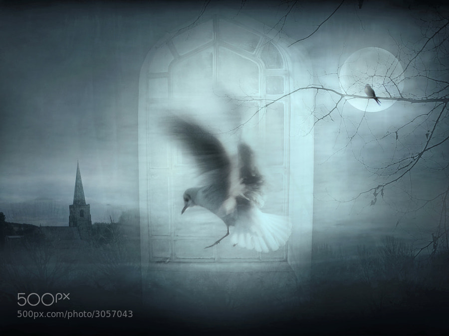 Photograph Fantasy Window by Jenny Woodward on 500px