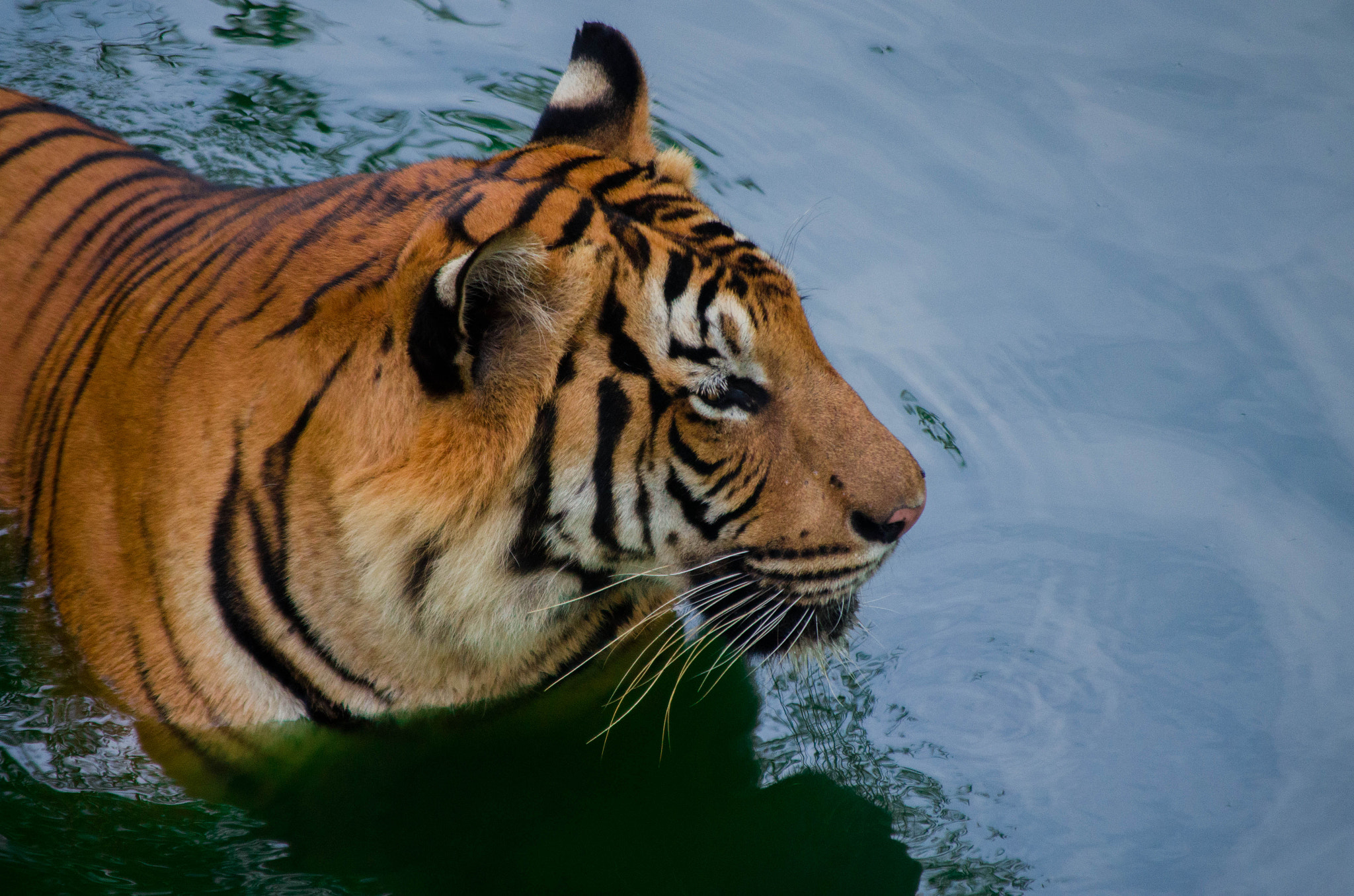 Malayan Tiger