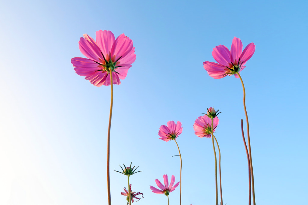 Wild flowers by Henk Lang on 500px.com