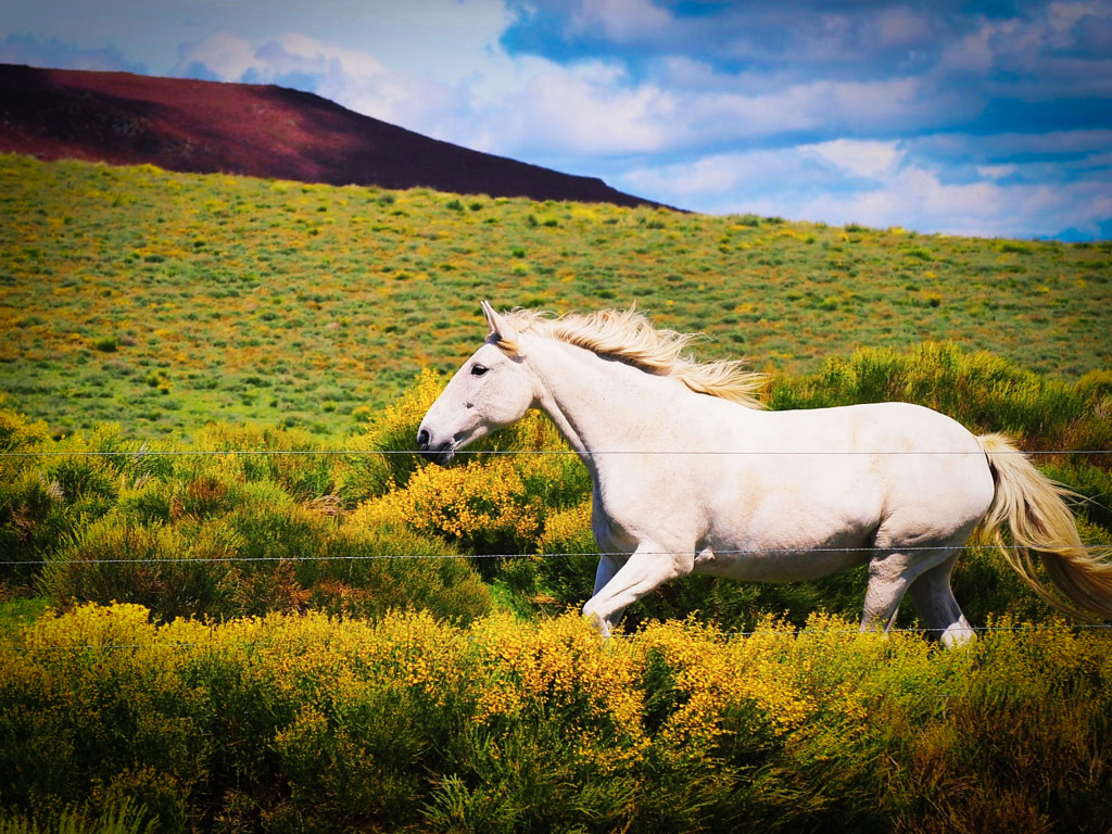 Caballos de Sanabria by Adrian Novoa Novelle on 500px.com