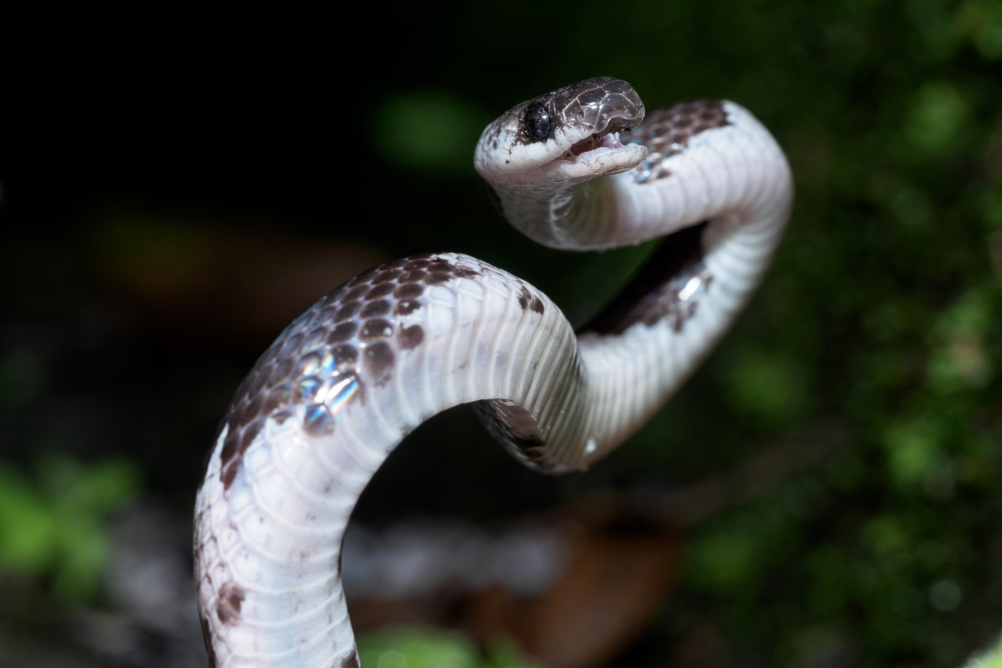 白梅花蛇 Formosa Wolf Snake