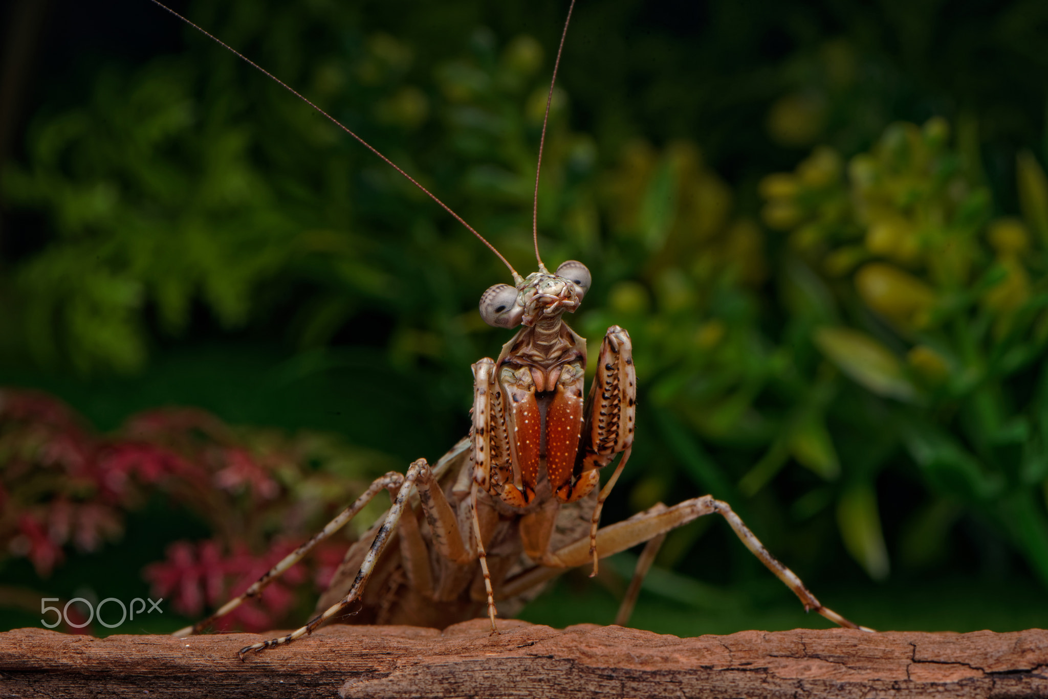 Asian Bark Mantis