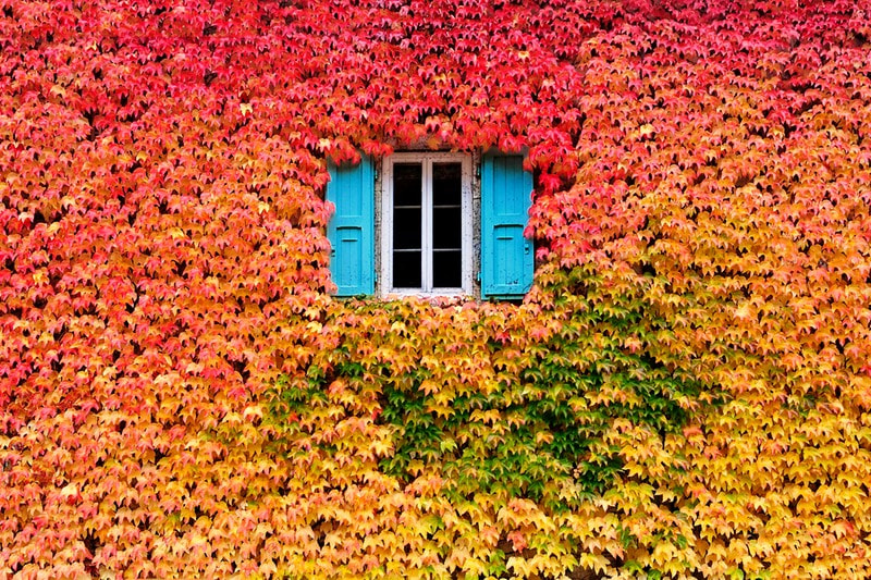 A wall of fall by Eric  "Kala" Forey