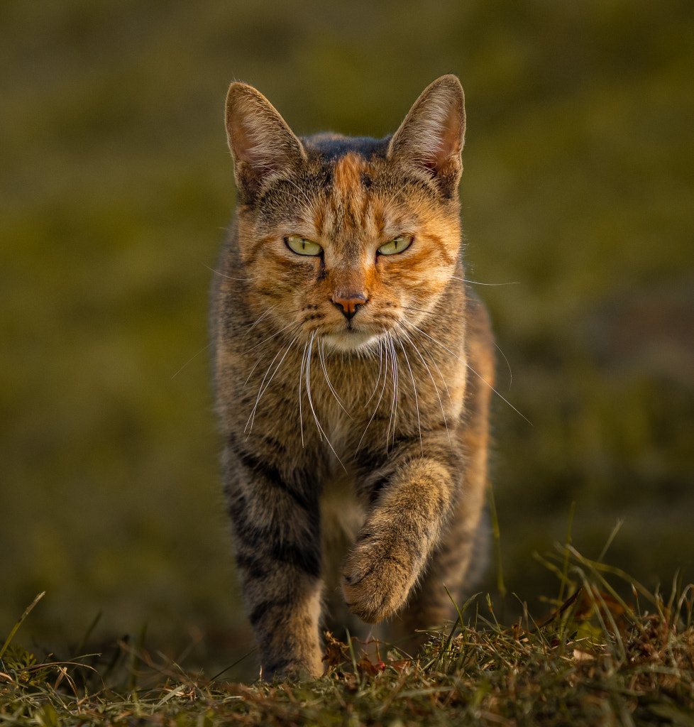 so serious by Bogdan Z. on 500px.com