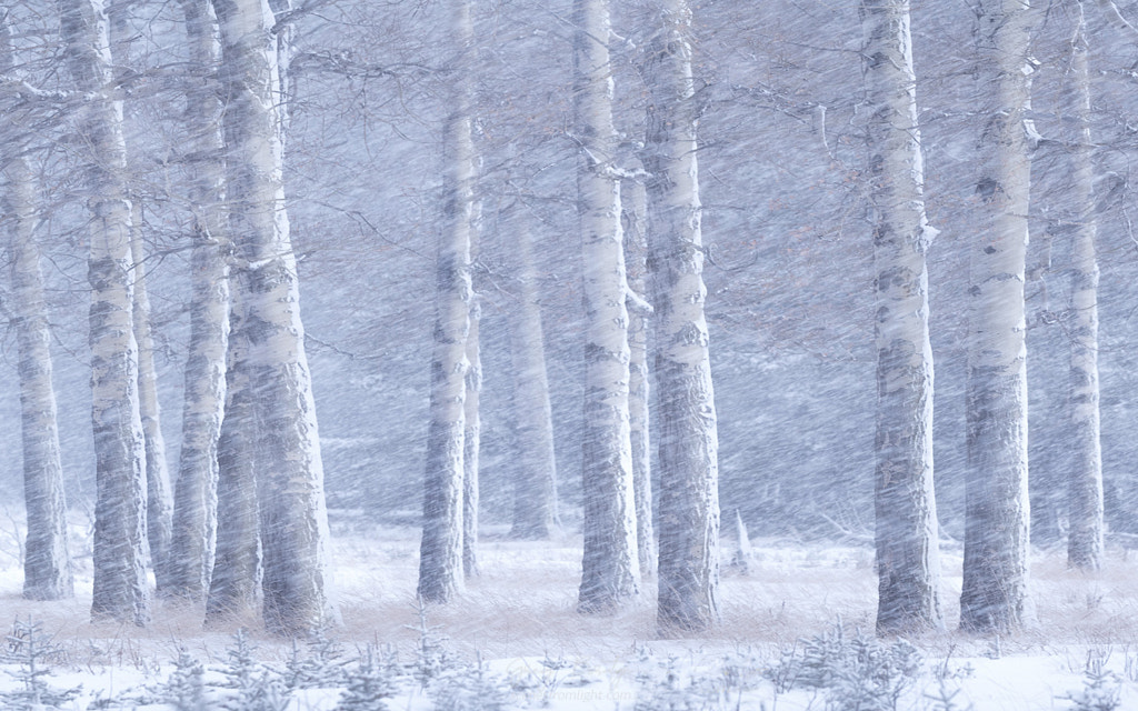 The White Forest by Greg Boratyn / 500px