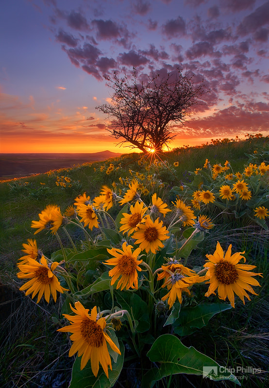 Balsam Root and Tree, Palouse by Chip Phillips / 500px