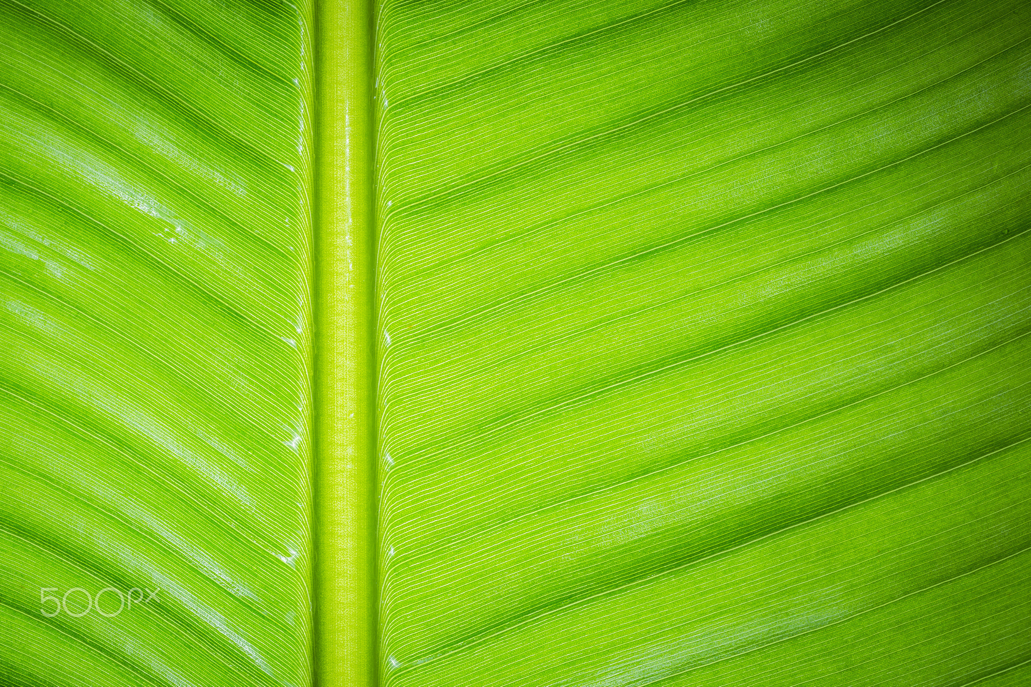 Fresh green banana leaf