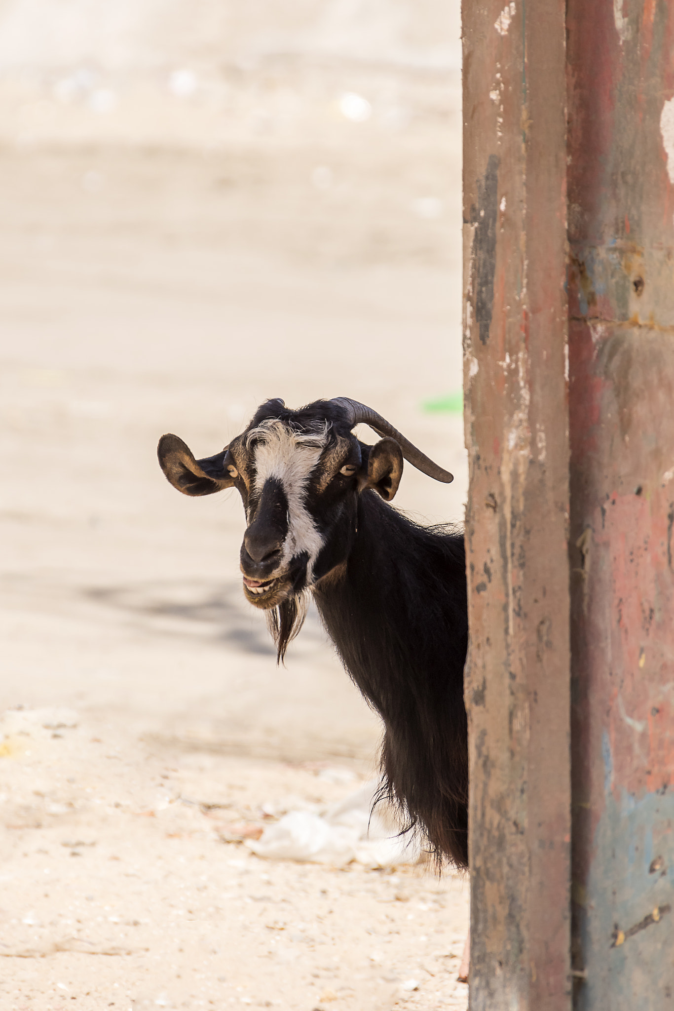Smiley goat at seaside city