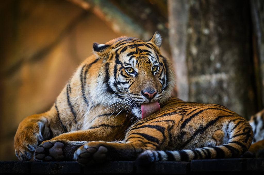  Tiger Tongue Facts that You Need to Know About